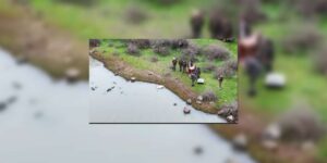 Kırıkkale DKMP müjdeyi verdi: O Kuğu artık güvende