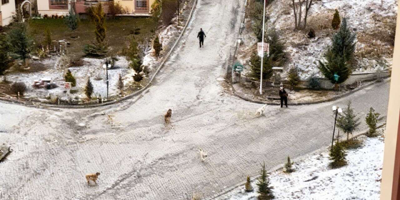 sokak-kopeklerinin-saldirisina-ugrayan-kadini-vatandaslar-kurtardi