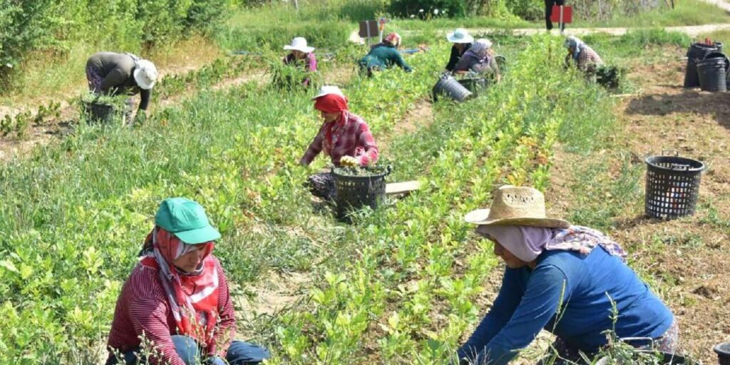 mevsimlik-tarim-iscilerinin-ucretleri-artti