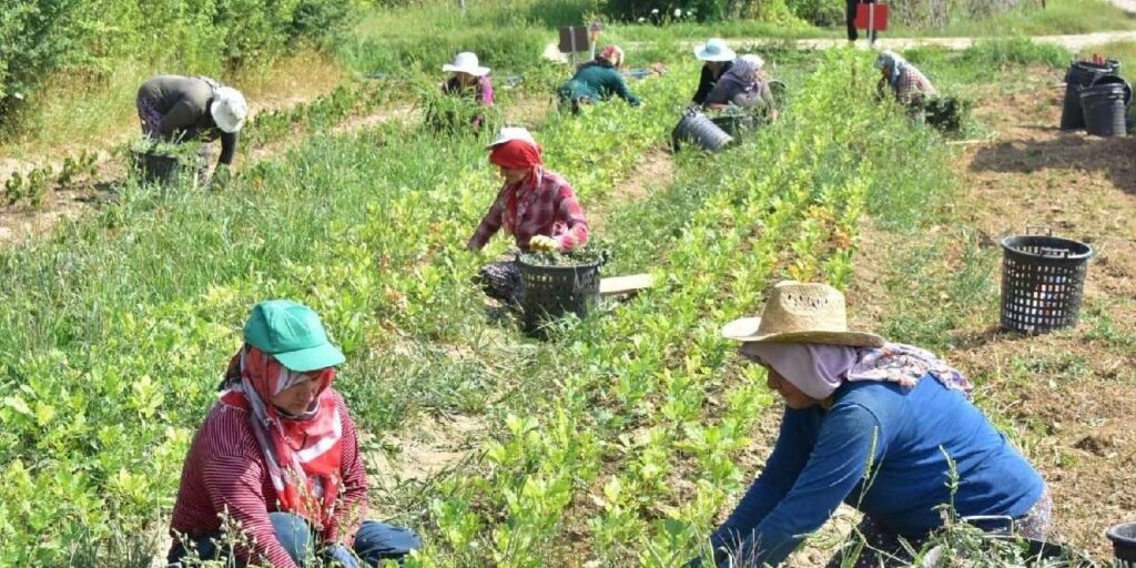 kirikkale’de-mevsimlik-tarim-iscilerinin-ucretleri-artti