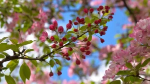 Son Cemre Toprağa Düştü: Bahar Resmen Başladı