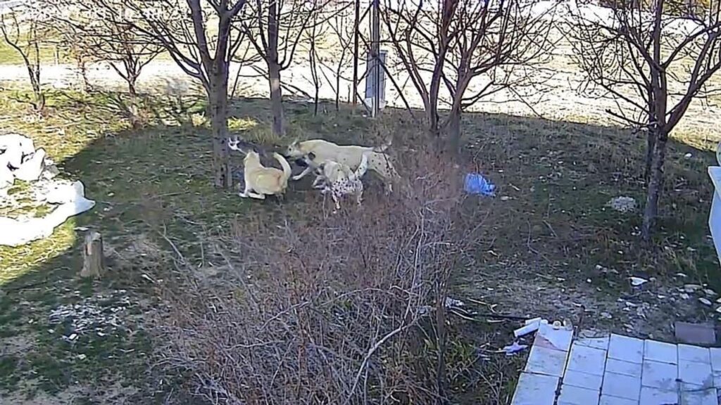 basibos-kopeklerin-kediyi-oldurdugu-anlar-kameraya-yansidi