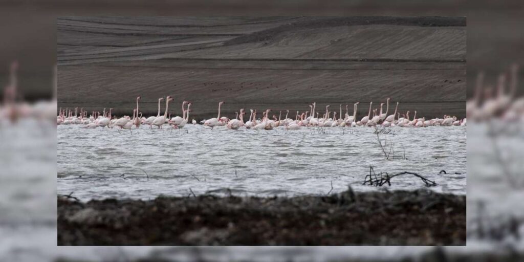 baharin-habercileri-alli-turnalar-kirikkale-sinirinda