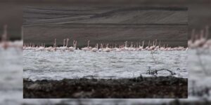 Baharın habercileri Allı Turnalar Kırıkkale sınırında