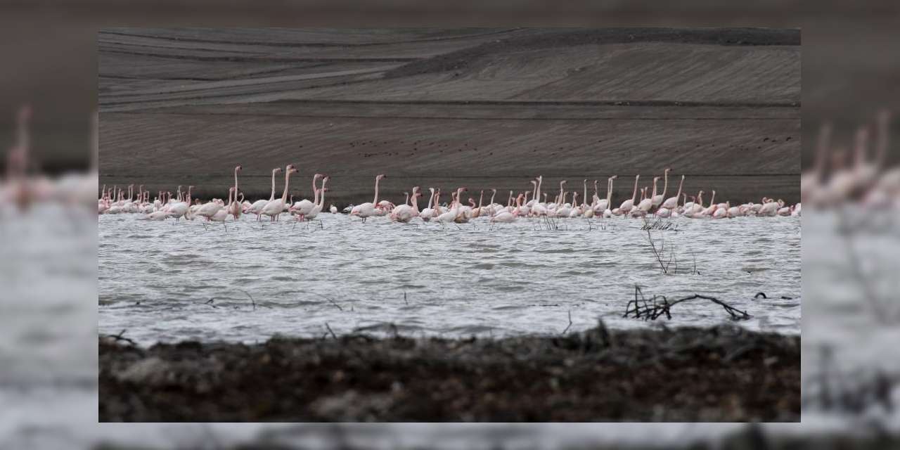 baharin-habercileri-alli-turnalar-kirikkale-sinirinda