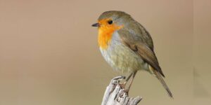 Göçmen kuşların uğrak noktası Türkiye