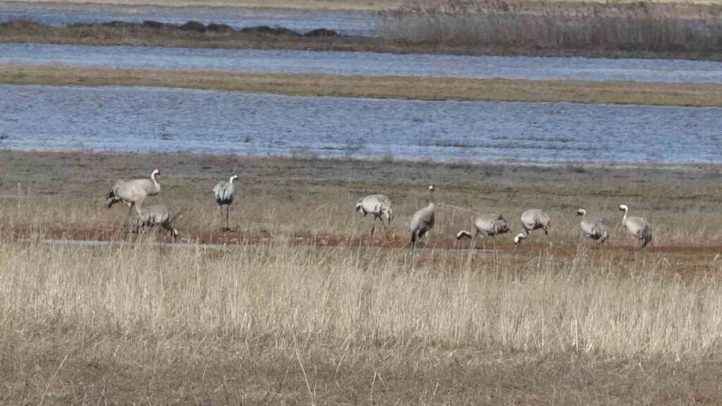 baharin-ilk-habercilerinden-turnalar-kendini-gosterdi