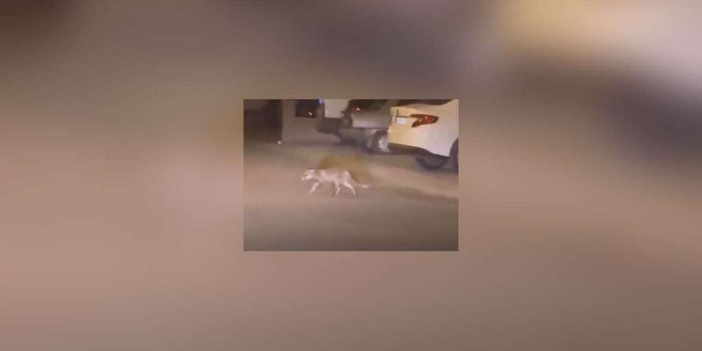 ankara’da-ac-kalan-tilki-mahalleye-indi