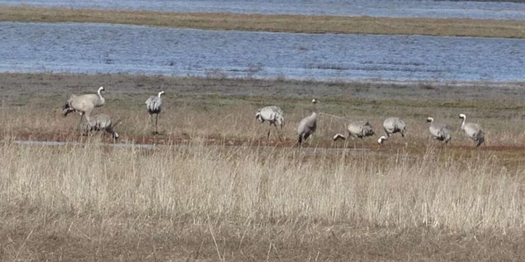 baharin-ilk-habercilerinden-turnalar-o-ile-indi