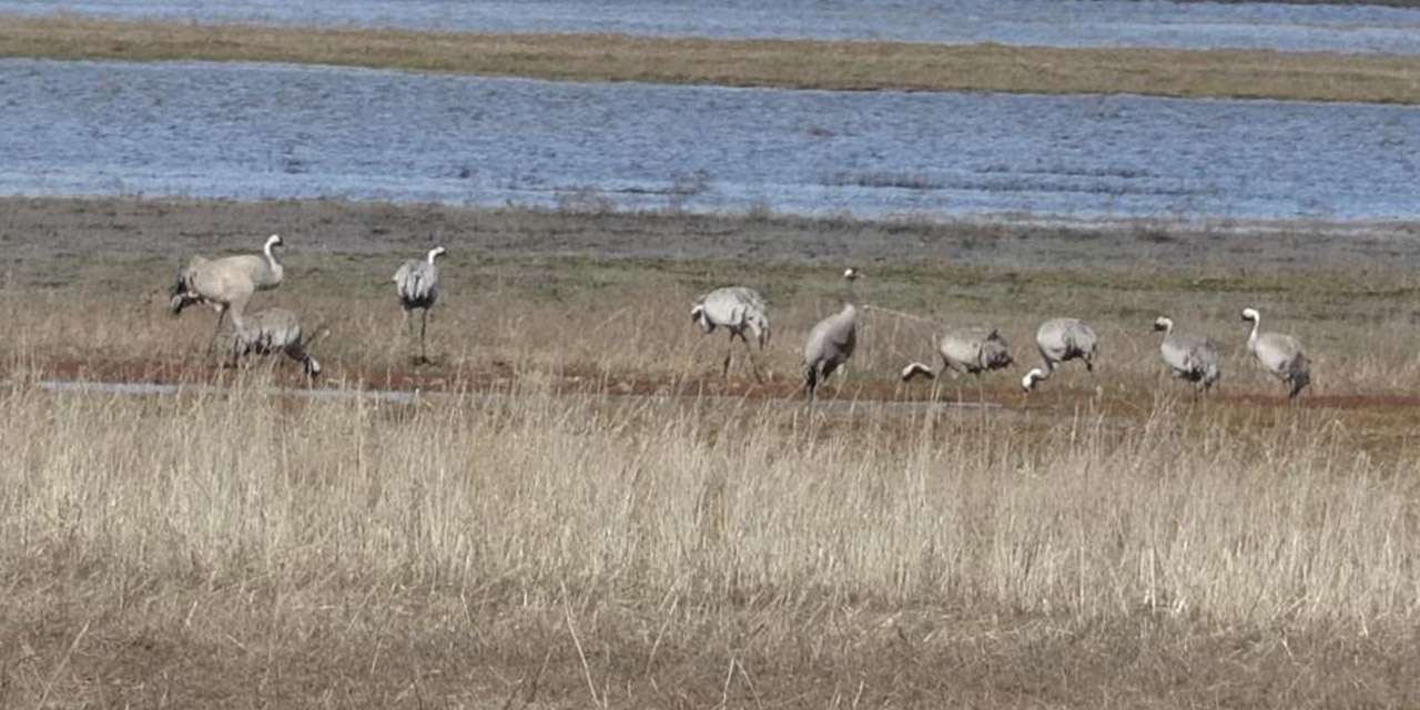 baharin-ilk-habercilerinden-turnalar-o-ile-indi