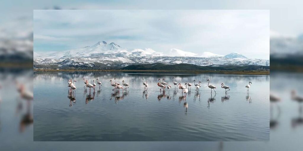 zerafetleriyle-renk-kattilar!-ilk-flamingo-kafilesi-geldi!
