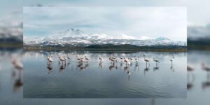 Zerafetleriyle renk kattılar! İlk flamingo kafilesi geldi!