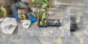 Belgesiz 39 Papağan koruma altına alındı