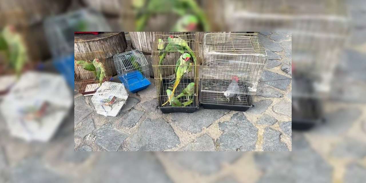 belgesiz-39-papagan-koruma-altina-alindi