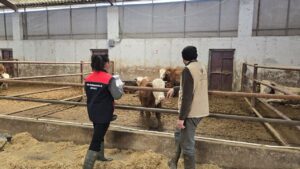 Kırıkkale’de Şap Aşılama Çalışmaları Devam Ediyor