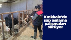 Kırıkkale’de şap aşılama çalışmaları sürüyor