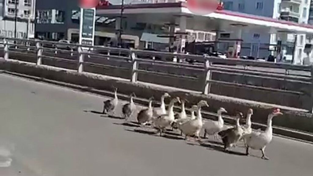 kazlarin-gecidi-boyle-goruntulendi