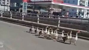 Kazların geçidi böyle görüntülendi