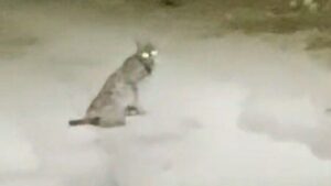 Vaşak görüntülendi