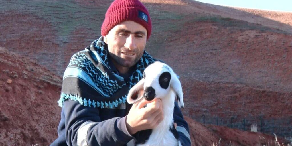 baskent’te-kuzularin-anneleriyle-bulusma-ani-dronla-goruntulendi