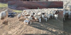 Kuzular yüzlerce annenin arasında kendi annelerini kokularından buldu