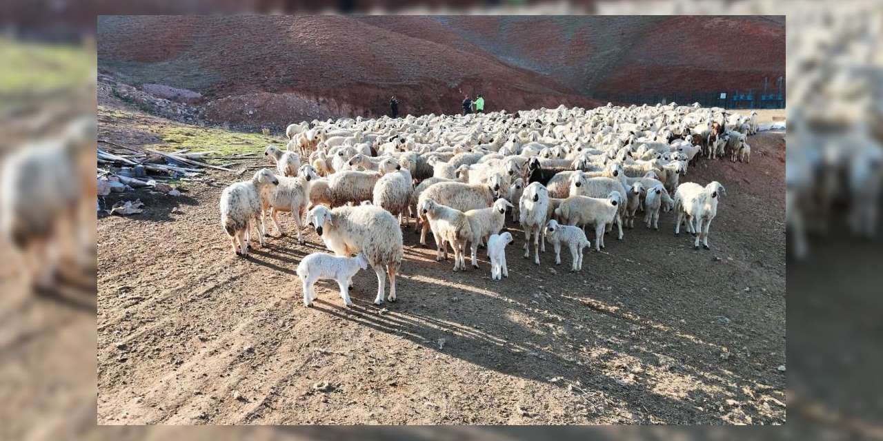 kuzular-yuzlerce-annenin-arasinda-kendi-annelerini-kokularindan-buldu