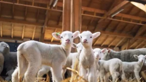 Kuzu ve Oğlak Desteklemesi Şartları Açıklandı