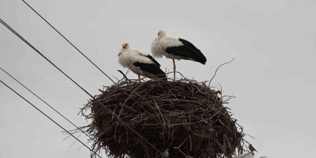 yuvalarina-donen-leylekler-yozgat’ta-bahari-mujdeledi