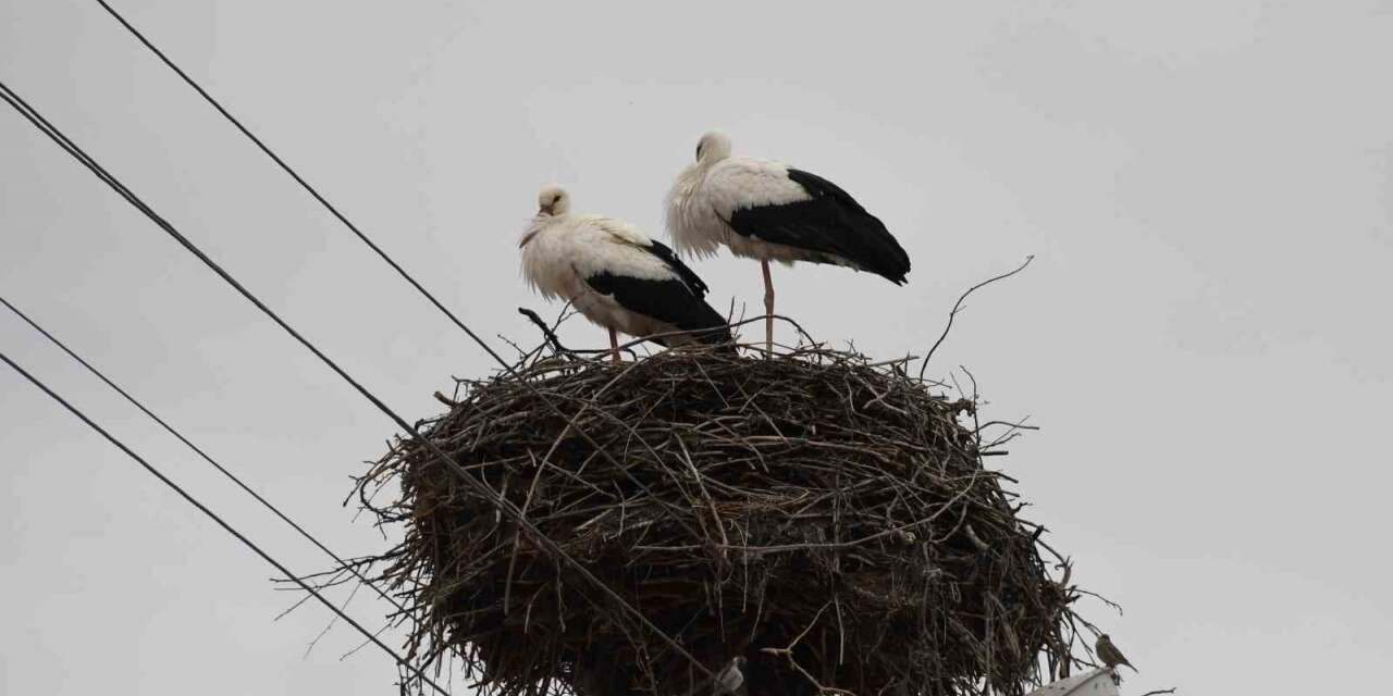 yuvalarina-donen-leylekler-yozgat’ta-bahari-mujdeledi