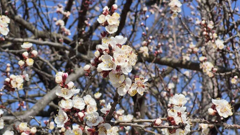 eskisehir’de-bahari-mujdeleyen-manzara