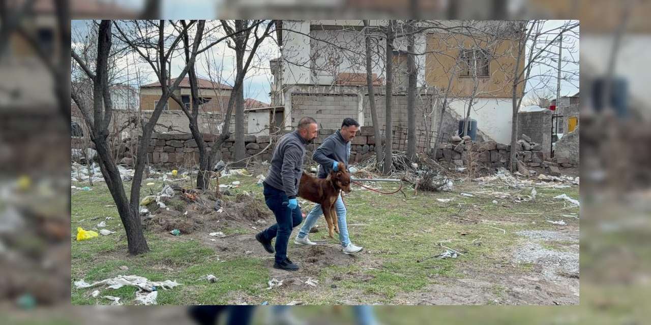 kopegin-saldirdigi-3-yasindaki-cocuk-yasam-mucadelesi-veriyor