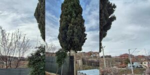 41 yıllık sadakatin adı “Hatıra Çamı”