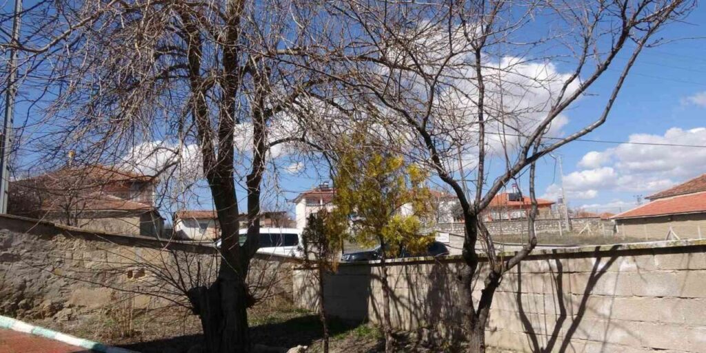 buyukincirli-koyunde-incirin-yalnizca-adi-kaldi