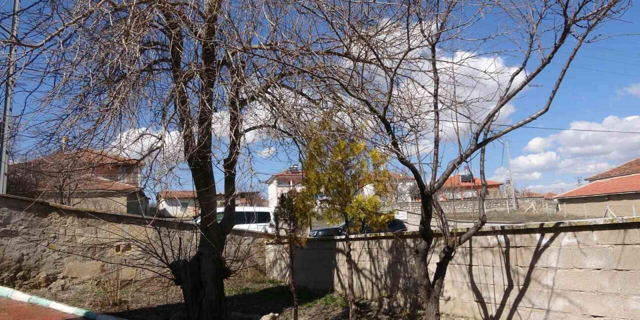 buyukincirli-koyunde-incirin-yalnizca-adi-kaldi