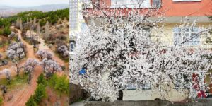 Güneş yüzünü gösterdi, Kırıkkale bahara büründü