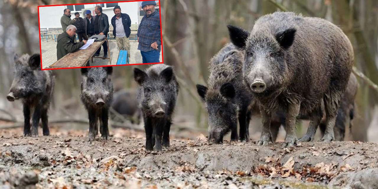 kirikkale-koylerinde-domuz-mucadelesi-baslatildi