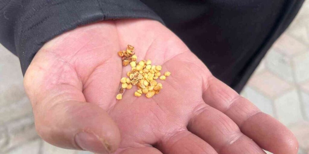 ata-tohumlarla-tarimin-hafizasini-yasatiyor