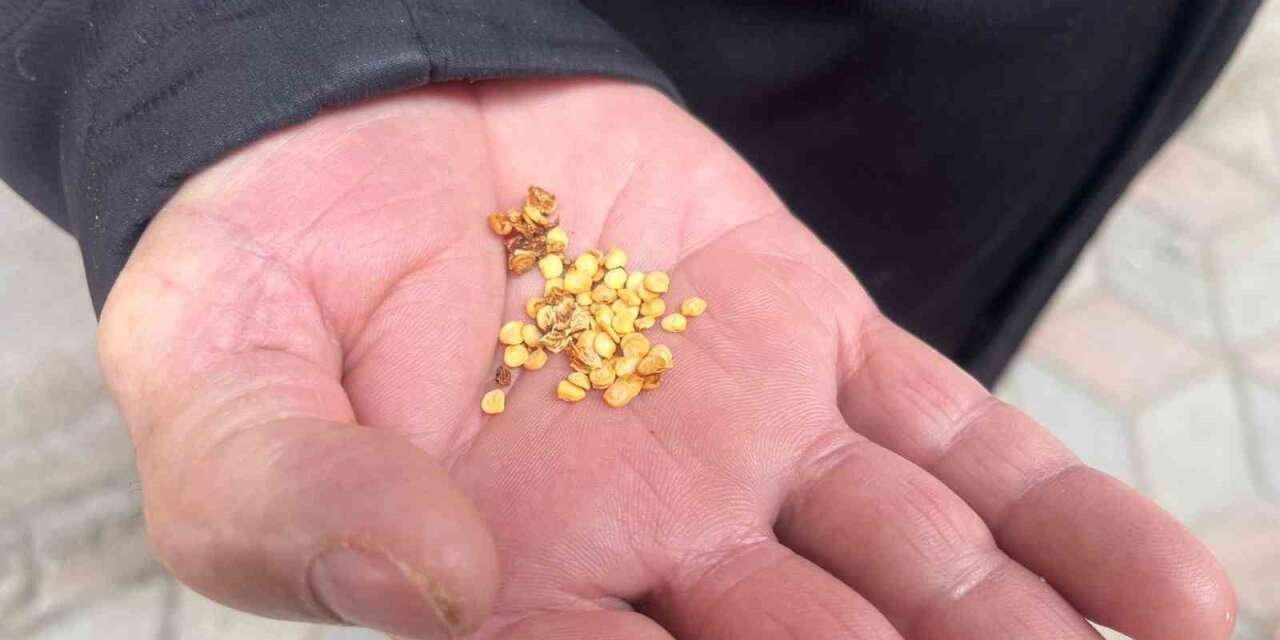 ata-tohumlarla-tarimin-hafizasini-yasatiyor