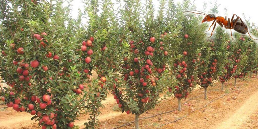 uzmanindan-bahce-sahipleri-icin-‘bitkisel-kalkan’-onerisi