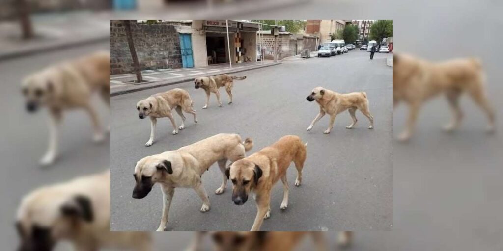 yozgat-valiligi-uyardi!-sahipli-hayvanini-terk-edene-108-bin-tl-ceza