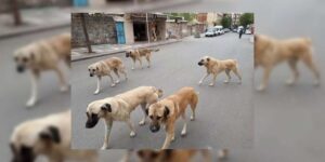 Yozgat Valiliği uyardı! Sahipli hayvanını terk edene 108 bin TL ceza