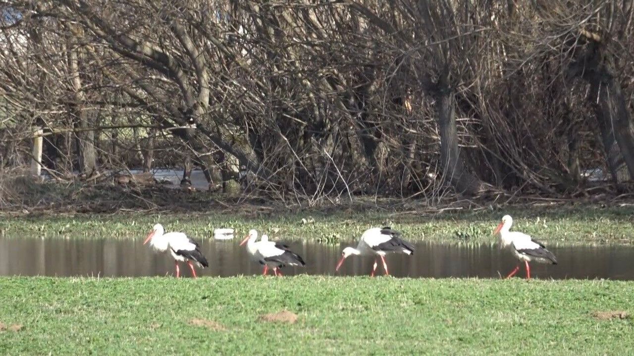 baharin-mujdecisi-leylekler-gorsel-solen-olusturdu