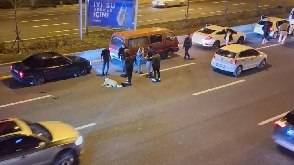 basibos-kopek-sorunu-kazalara-neden-oluyor