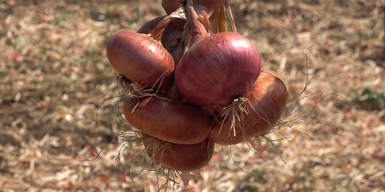 bozkirin-damaklarda-unutulmayan-lezzetleri