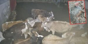 Gece yarısı kurt baskını: Keçilerin imdadına inekler yetişti