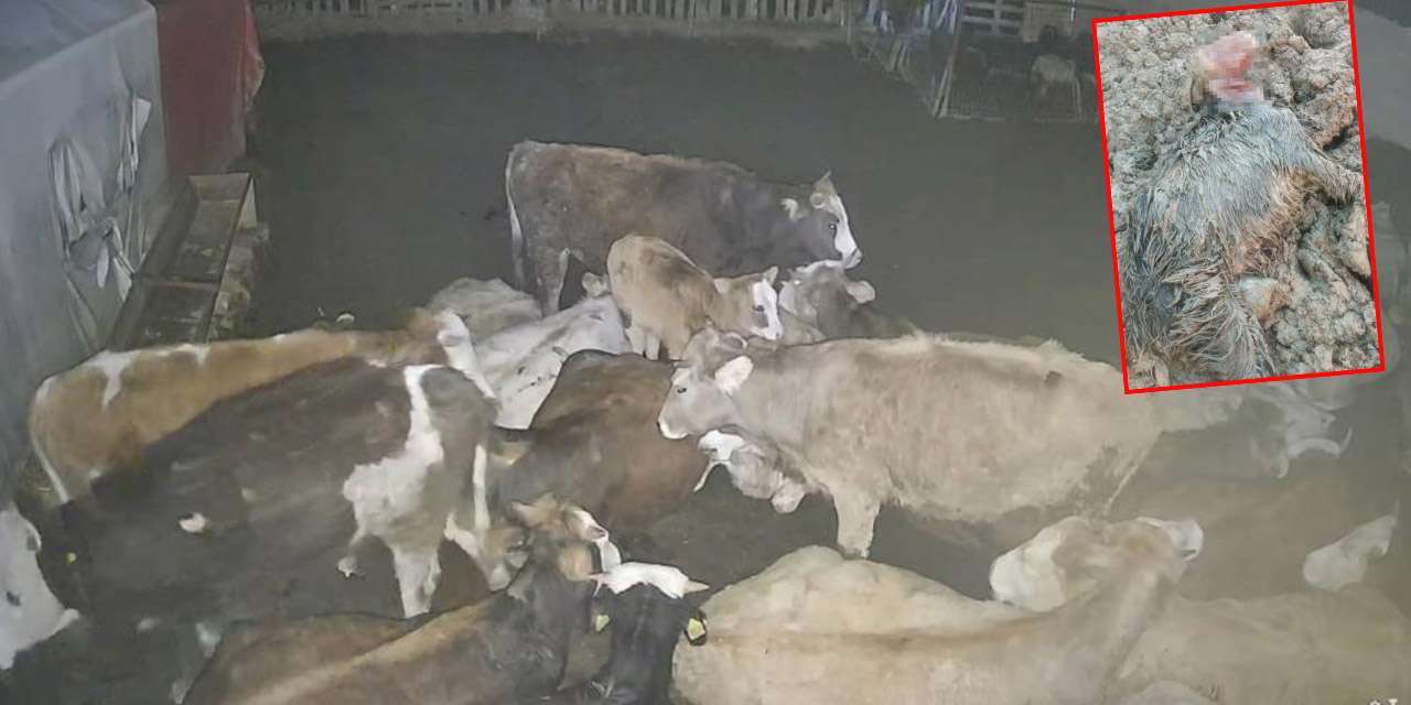 gece-yarisi-kurt-baskini:-kecilerin-imdadina-inekler-yetisti