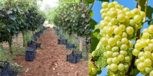 Kırıkkale’nin “Sıvı Altını” yok oluyor