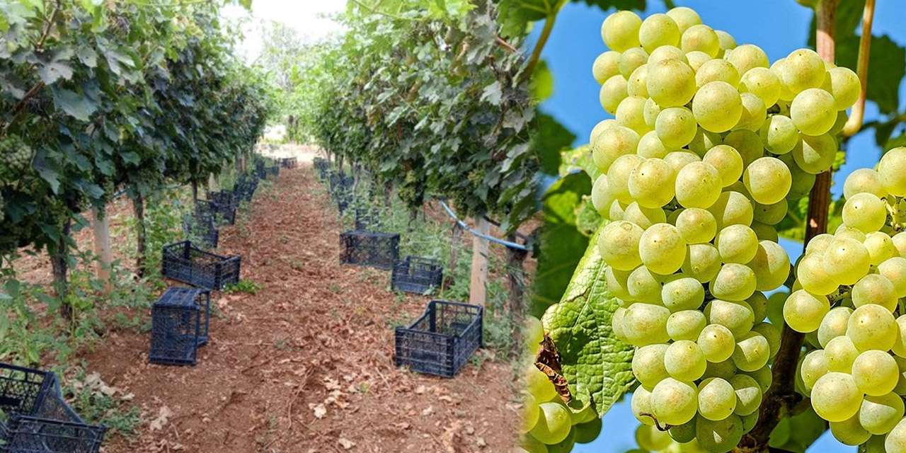 kirikkale’nin-“sivi-altini”-yok-oluyor