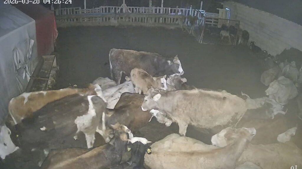 ankara’daki-bir-koyde-ciftlige-giren-kurt-surusu-hayvanlari-telef-etti