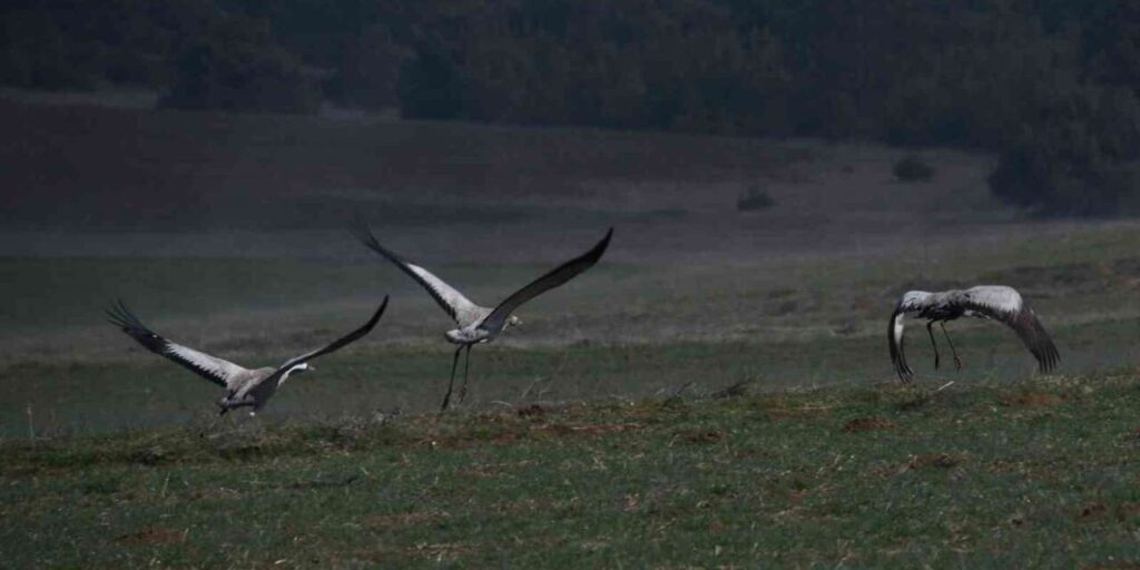 kastamonu’da-gorsel-solen:-turna-ailesi-goc-yolunda-goruntulendi